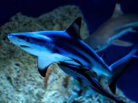 Oceanarium w Pobierowie