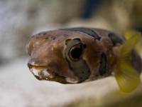 Oceanarium w Pobierowie