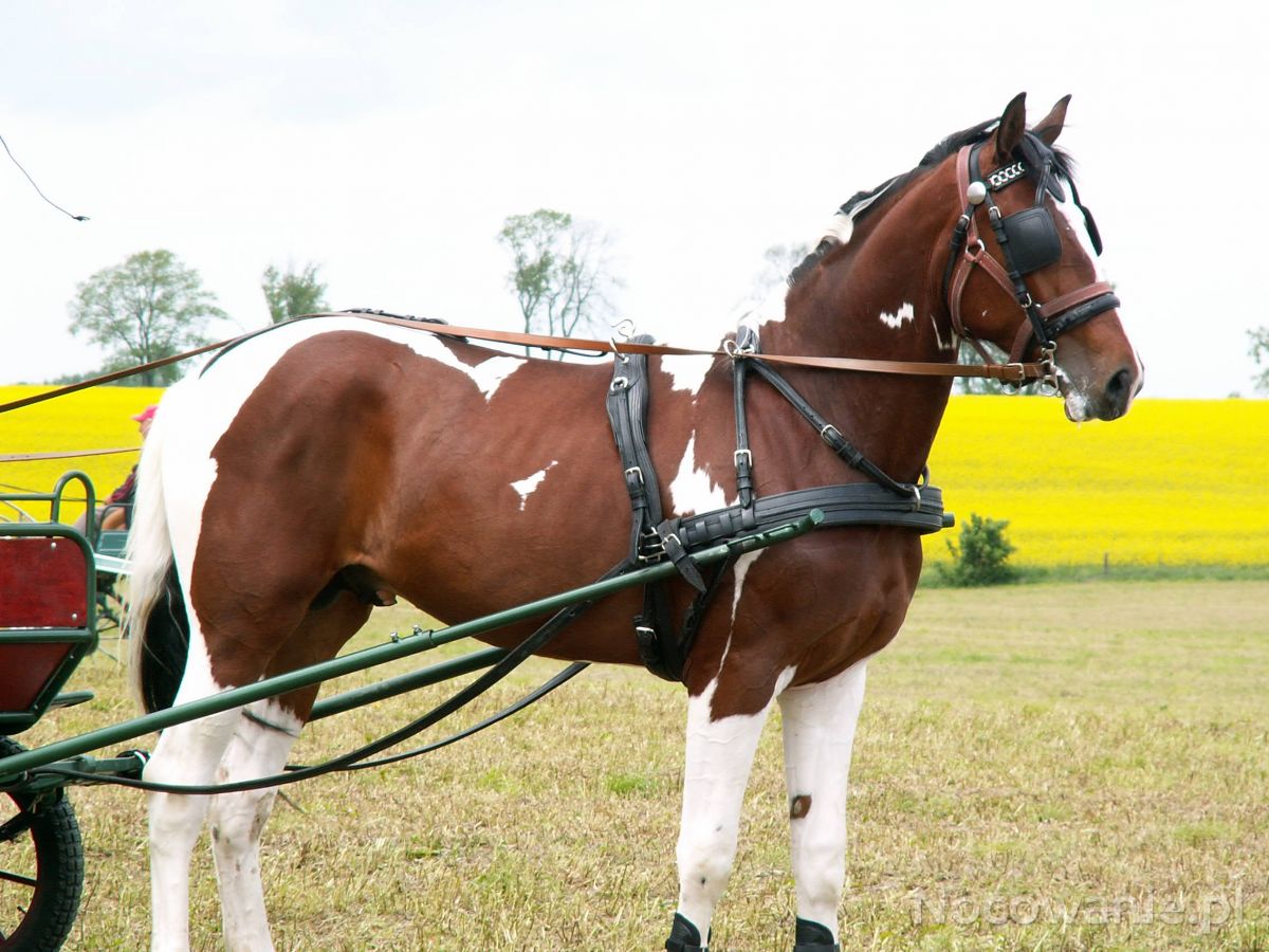 Bielice 2006, Bielice, zdjęcia