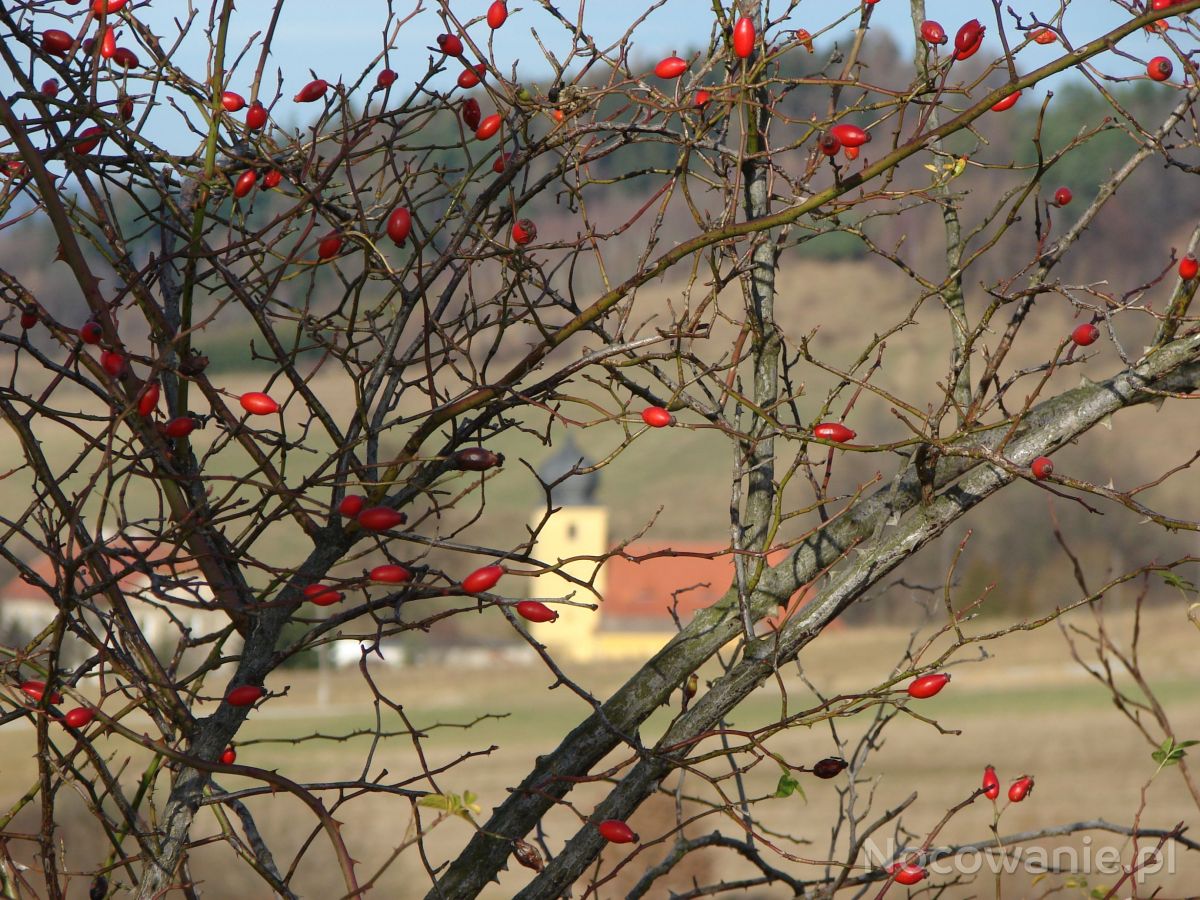 Krzak Dzikiej Róży środki Stylistyczne Poprzez krzak dzikiej róży., Skrzynka, zdjęcia
