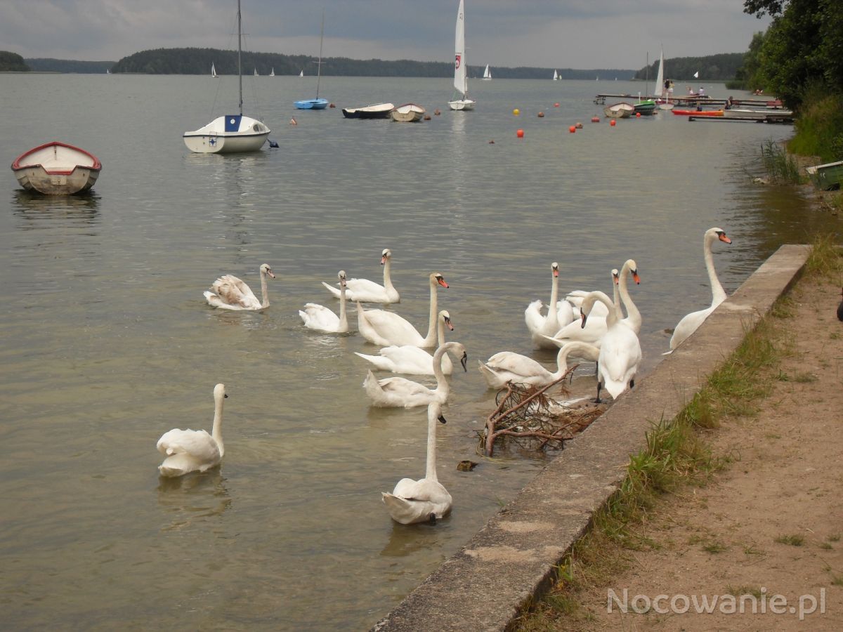 Jezioro Wdzydze jezioro łabędzi, Borsk, zdjęcia