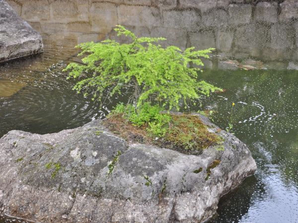 Siruwia Ogród Japoński