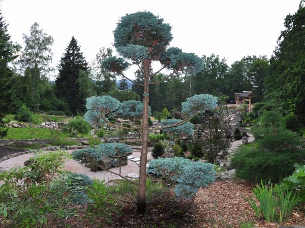 Siruwia Ogród Japoński