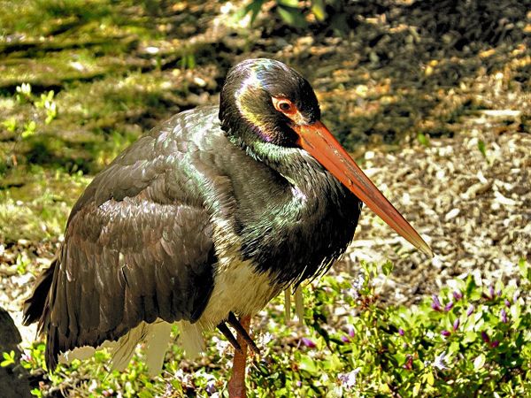 Ostrawa-Katedrála Božského Spasitele-ZOO-Rynek Masaryka