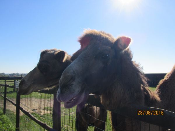 Nocleg i zwiedzanie pięknego ZOO
