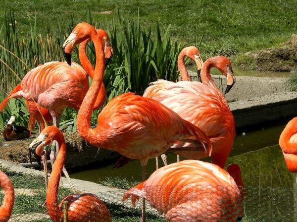 Ostrawa-Katedrála Božského Spasitele-ZOO-Rynek Masaryka