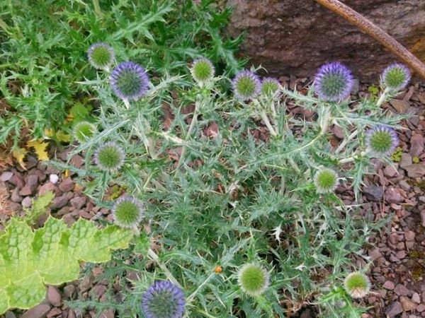 Jeszcze trochę wspomnień z Edynburga...