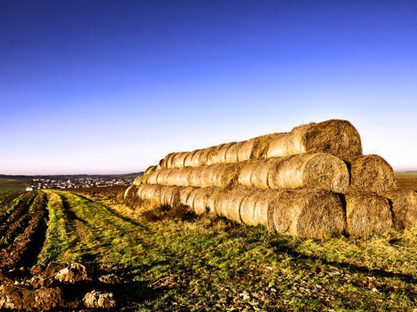 Owsiszcze (niem. Owschütz) – wieś w Polsce położona w województwie śląskim, w powiecie raciborskim, w gminie Krzyżanowice, tuż przy granicy z Czechami. Przed wejściem Polski i Czech do strefy Schengen funkcjonowało tu przejście graniczne Owsiszcze-Píšť.