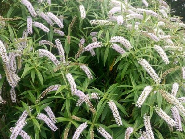 Jeszcze trochę wspomnień z Edynburga...