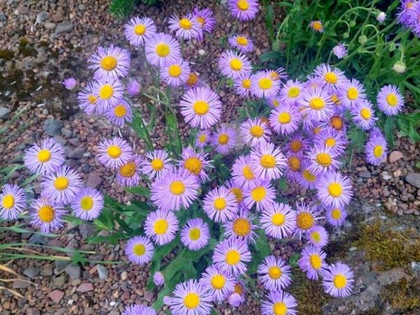 Jeszcze trochę wspomnień z Edynburga...