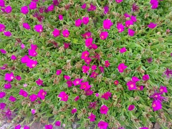 Jeszcze trochę wspomnień z Edynburga...