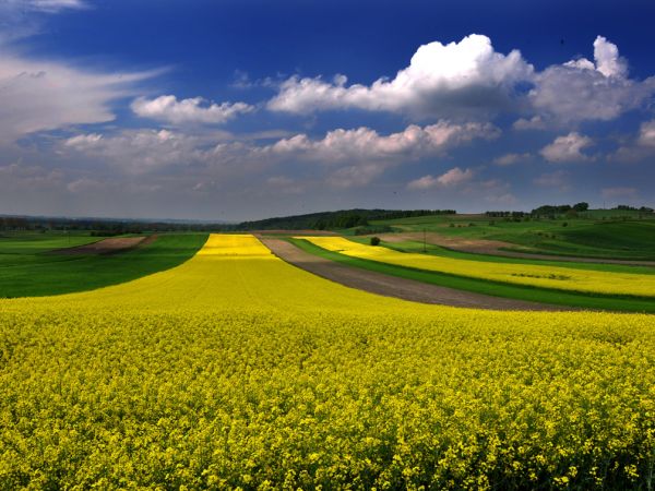 Lubomia – gmina wiejska w województwie śląskim, w powiecie wodzisławskim.
