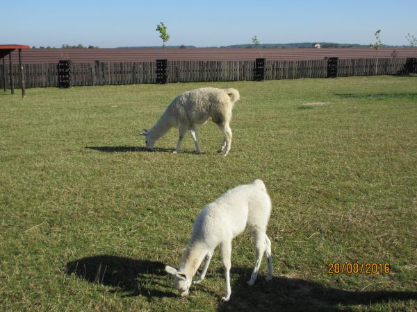 Nocleg i zwiedzanie pięknego ZOO