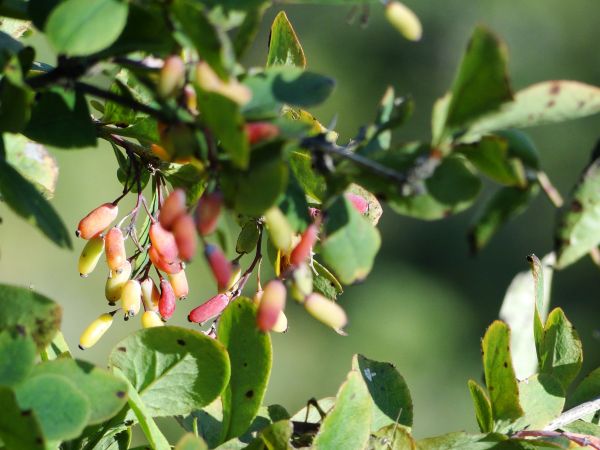 W drodze na Wierch Olczański