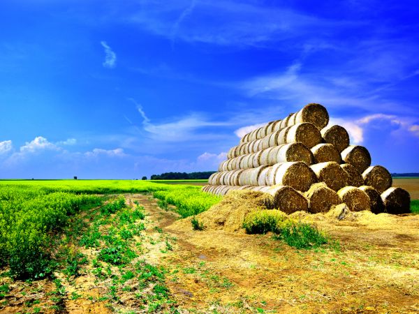 Owsiszcze (niem. Owschütz) – wieś w Polsce położona w województwie śląskim, w powiecie raciborskim, w gminie Krzyżanowice, tuż przy granicy z Czechami. Przed wejściem Polski i Czech do strefy Schengen funkcjonowało tu przejście graniczne Owsiszcze-Píšť.