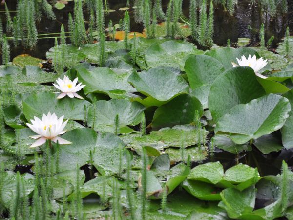 Siruwia Ogród Japoński