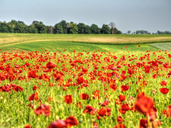 Pałac zbudowany został w roku 1826. Wzniesiono go na miejscu dawnego drewnianego dworu pochodzącego z XVII wieku.