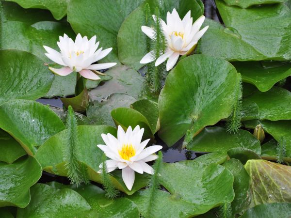 Siruwia Ogród Japoński