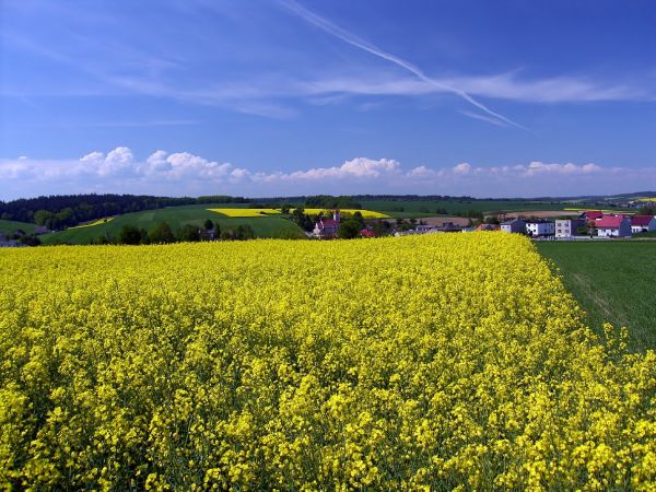 Owsiszcze (niem. Owschütz) – wieś w Polsce położona w województwie śląskim, w powiecie raciborskim, w gminie Krzyżanowice, tuż przy granicy z Czechami. Przed wejściem Polski i Czech do strefy Schengen funkcjonowało tu przejście graniczne Owsiszcze-Píšť.