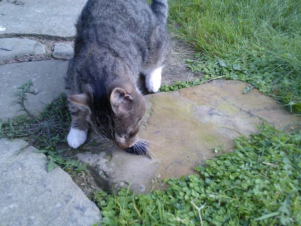 Stuposiany, agrtotudystyka Nad Wołosatką, kotek Michałek ze zdobyczą i ja na szczycie