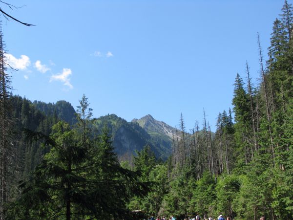 Drzewa i Tatry