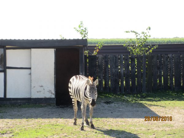 Nocleg i zwiedzanie pięknego ZOO