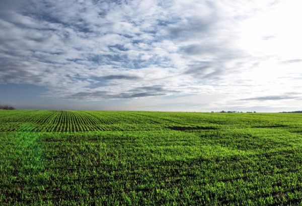 Owsiszcze (niem. Owschütz) – wieś w Polsce położona w województwie śląskim, w powiecie raciborskim, w gminie Krzyżanowice, tuż przy granicy z Czechami. Przed wejściem Polski i Czech do strefy Schengen funkcjonowało tu przejście graniczne Owsiszcze-Píšť.
