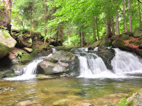 Siruwia Ogród Japoński