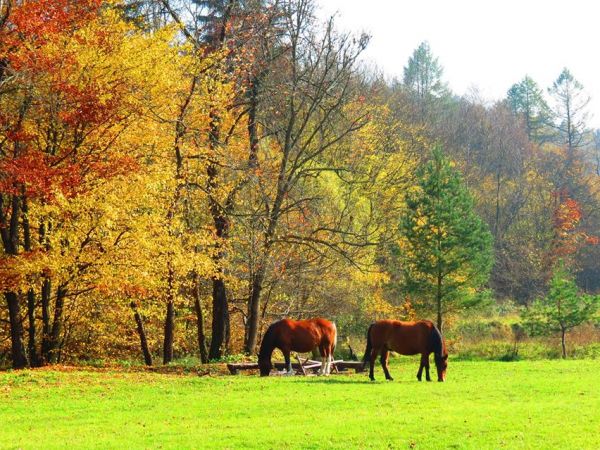 Huta Polańska - Beskid Niski