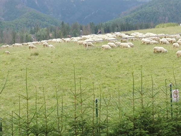Zakopane - widoki z okna