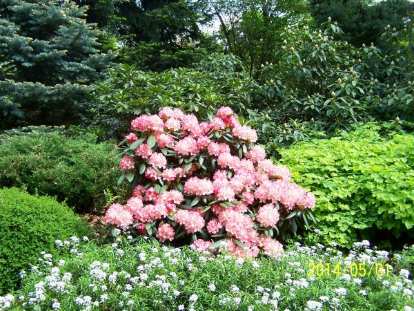 Rododendrony w Wojsławicach