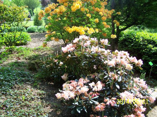 Rododendrony w Wojsławicach