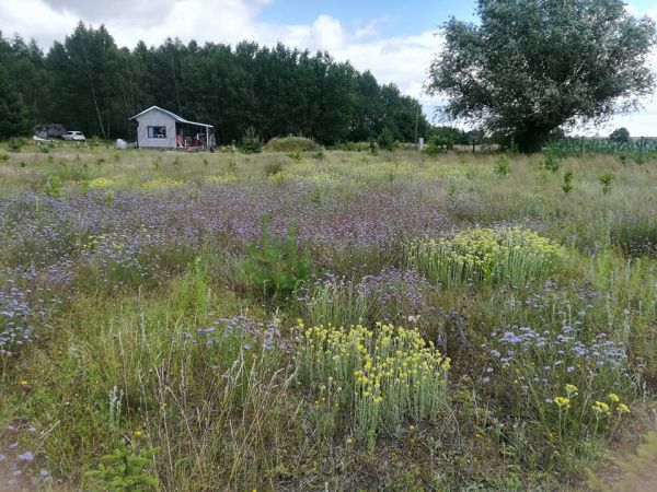 Wysoka, gmina Bliżyce