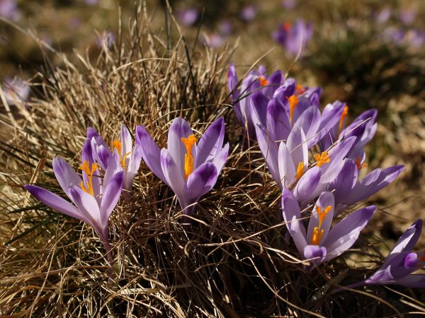 Krokusy na Polanie Kalatówki