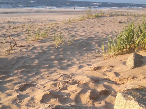 Plaża w Pustkowie