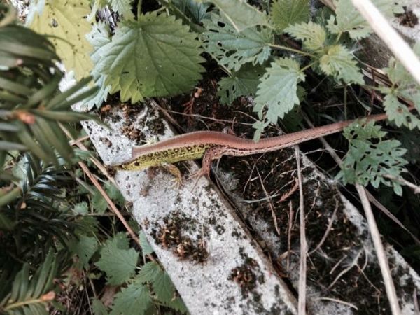 Złoty Potok Rezerwaty Parkowe - jaszczurka