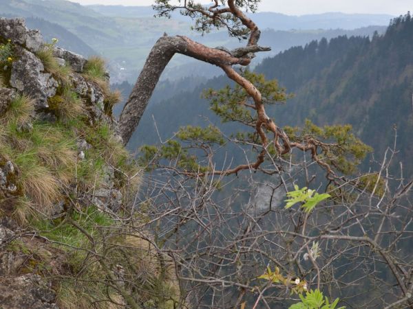 Pienińska Sosna reliktowa sosna - Sokolica