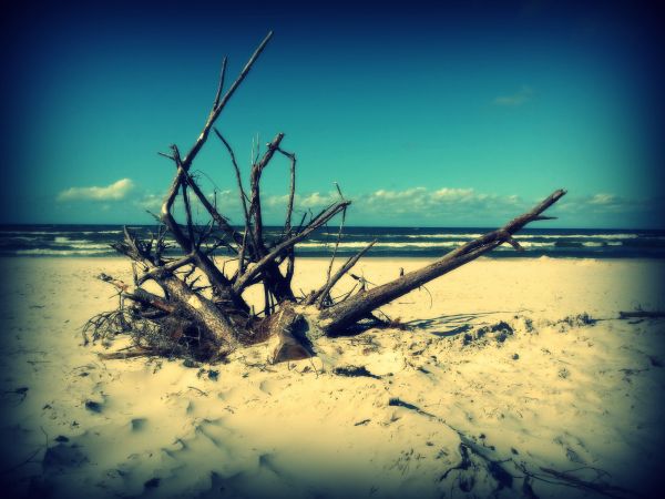 Karwieńskie Błota ,sierpień 2017 r.