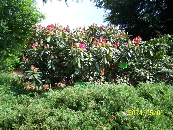Rododendrony w Wojsławicach