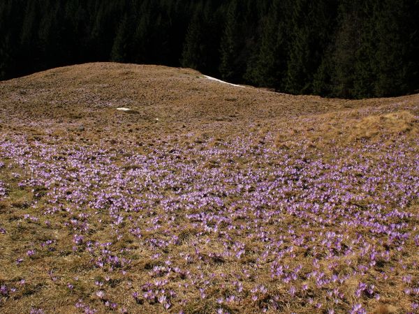 Krokusy na Polanie Kalatówki