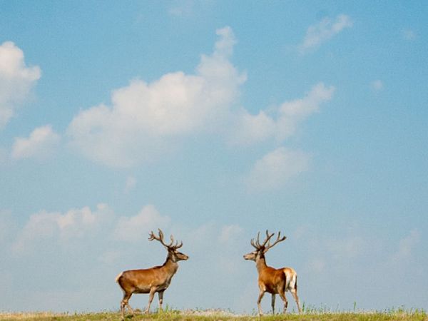 Gniazdo w Felicjanowie - Felicjanów Historie