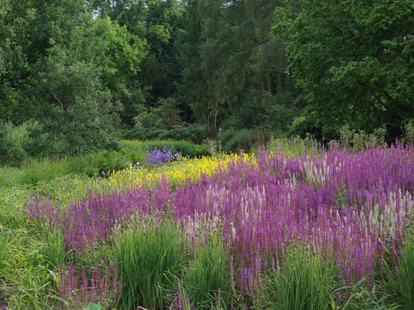 Ogród Dendrologiczny Przelewice