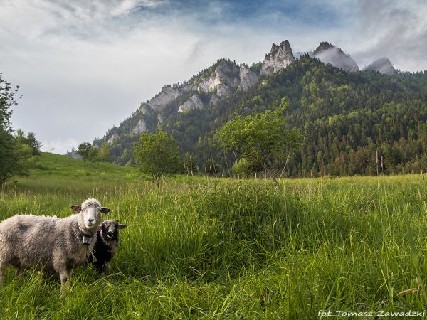 Trzy Korony 22 05 2017 fot Tomasz Zawadzki