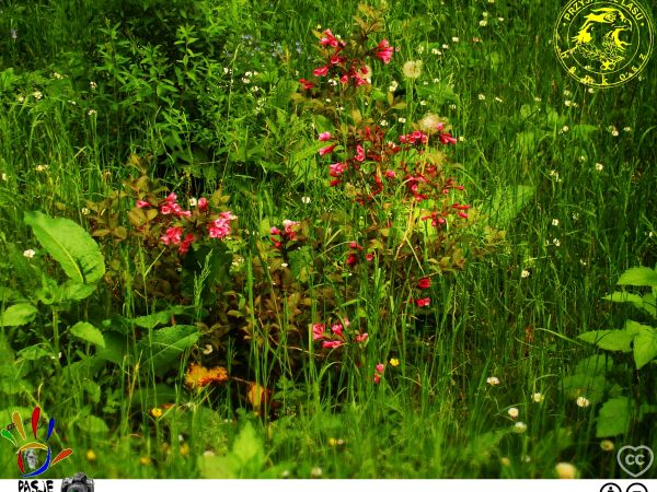 ⚐.. w parku zdrojowym Połczyna-Zdroju