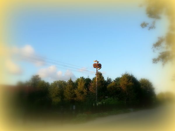 Karwieńskie Błota ,sierpień 2017 r.