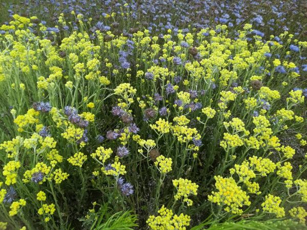 Wysoka, gmina Bliżyce