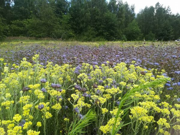 Wysoka, gmina Bliżyce
