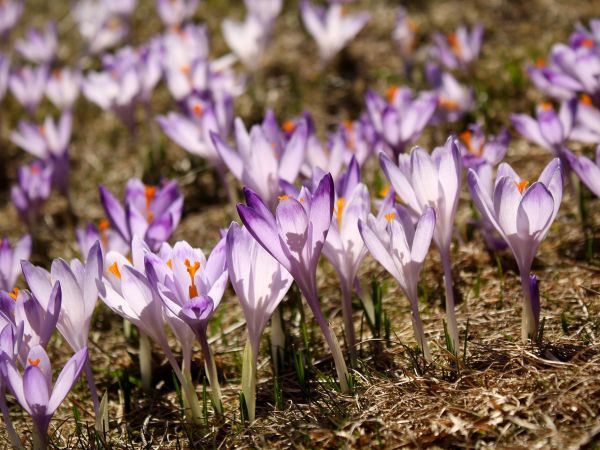 Krokusy na Polanie Kalatówki