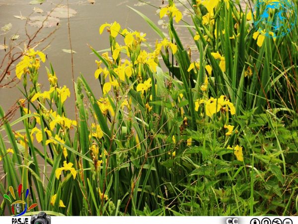 ⚐..w parku zdrojowym Połczyna-Zdroju