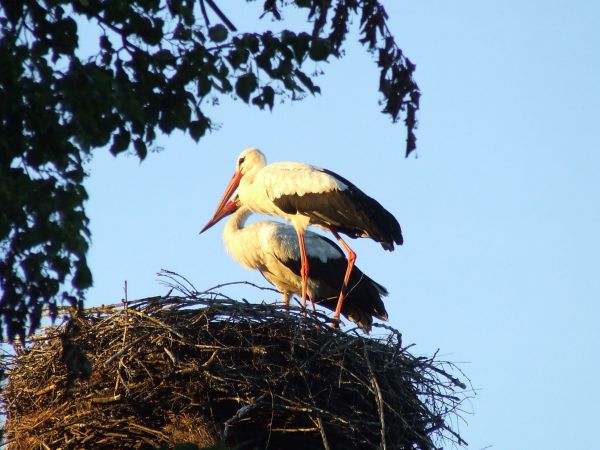 bociany w Tajnie 2016